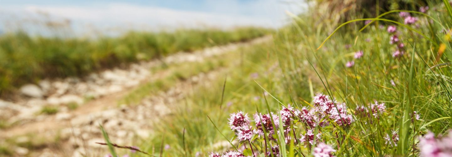 Beautiful view of path in Carpathian mountains. Focus on flowers. Copy space.