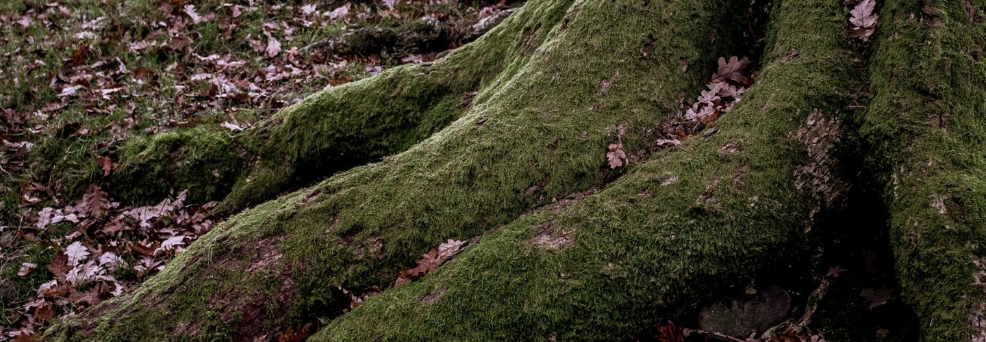 A high angle shot of big roots of a tree covered with green moss