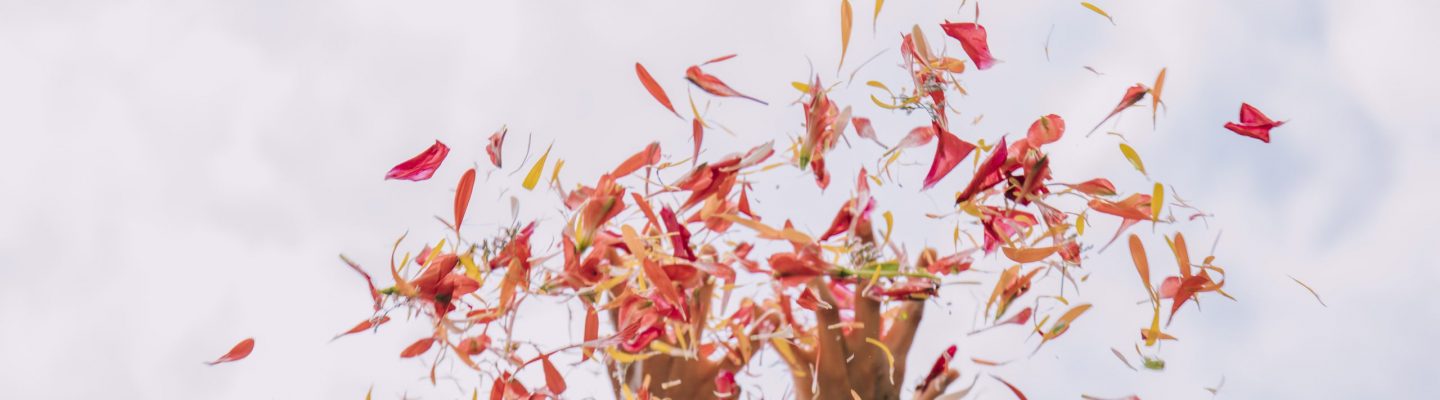woman-s-hand-throwing-petals-red-flower-against-sky (1)